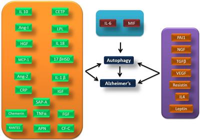 Adipose-Derived Molecules–Untouched Horizons in Alzheimer’s Disease Biology